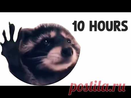 Dancing Raccoon (Pedro Pedro Pedro) 10 Hours