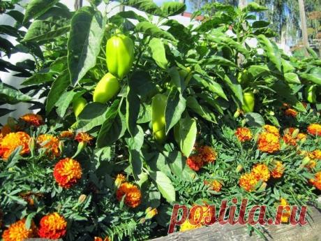 Какие растения нельзя выращивать рядом: губительное соседство