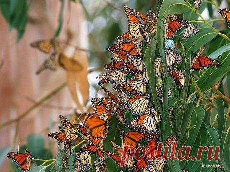 Бабочки - "живые цветы" ...