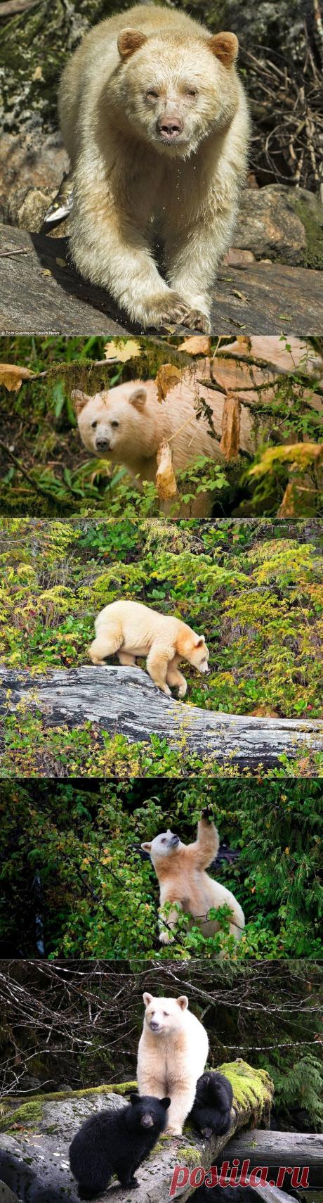 Белый не белый медведь