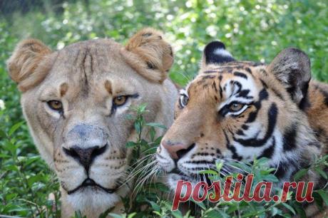 Невероятная дружба льва, тигра и медведя / Питомцы