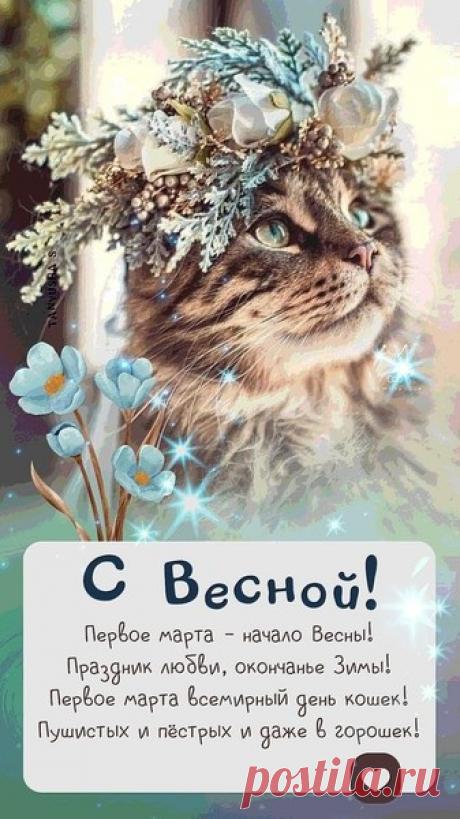 уродливый кот – ЯНКИНЫ ЗАПИСКИ, пользователь Vолшебница N. | Группы Мой Мир