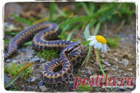 Как избавиться от змей на даче за два дня - безопасные и эффективные методы | Дневник садовода | Яндекс Дзен