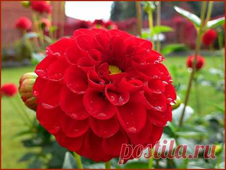 Уход за георгинами (прищипка).