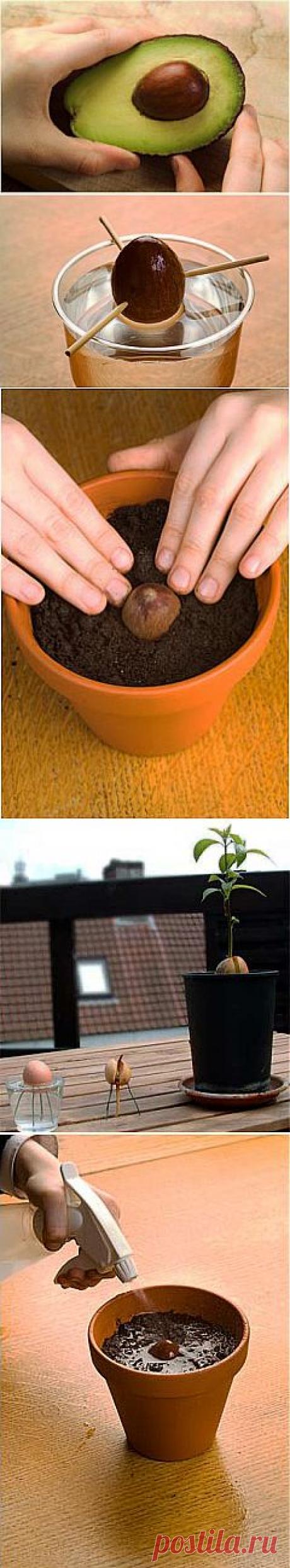 Выращиваем авокадо из косточки | GreenHome