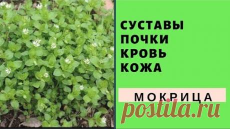 Мокрица излечит болезни ! Устали болеть ?