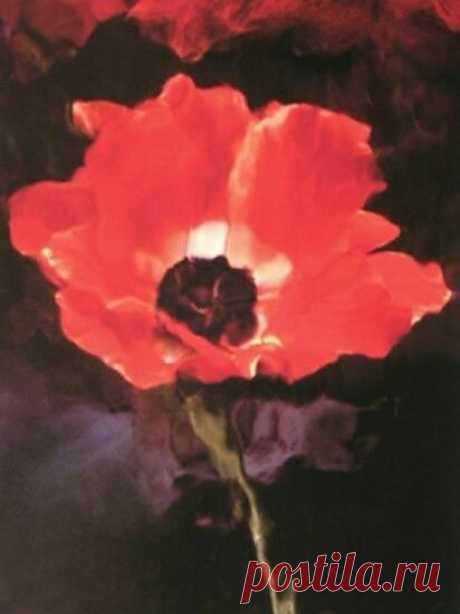 Маки от Лиллиан Бассман - абстрактный экспрессионизм в фото