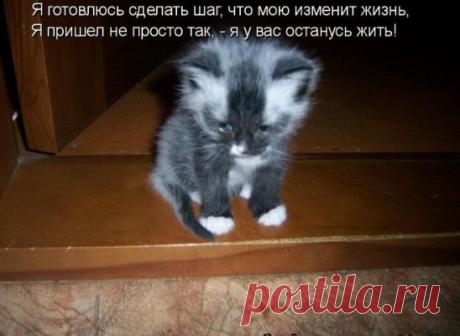 #котоматрица