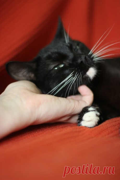 Жгучий брюнет станет украшением вашего дома. Москва и МО! – ПОДАРИ НАДЕЖДУ, пользователь Арина Алексеева | Группы Мой Мир