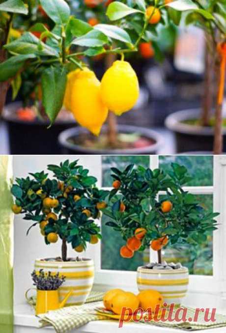 (+1) тема - Как привить лимон, чтобы максимально ускорить его плодоношение | 6 соток