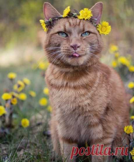 Праздники – 3 Мая • Международный день Солнца (Sun Day) • День кондитера • День положительности в уме • День солнечных пятнашек • Международный день тубы • Всемирный день свободы печати (World Press Freedom Day) • День рождения «спама» • День возрождения карачаевского народа • День тюркизма • Национальный день кексов с малиной - США • День Конституции - Япония • День Святого Креста - Мексика • Праздник Конституции - Польша • Именины у Александра, Григория, Феодора, Анастасия, Гавриила • Федор…