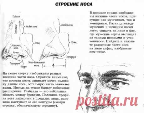 Рисуем человека. Очень много полезной информации
