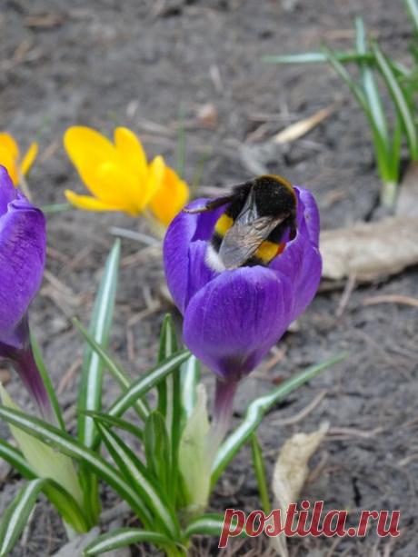 Крокусы и шмель!Гармония природы!