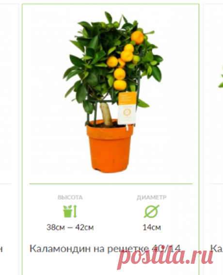 Мандарин (Каламондин) купить в интернет-магазине LuxuryPlants.ru Самовывоз рядом с м. Дубровка. Доставка 350 р по Москве.