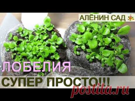 ПОСЕВ ЛОБЕЛИИ СУПЕР ПРОСТОЙ СПОСОБ!!! / Как очень просто посеять лобелию / Выращивание лобелии