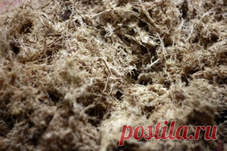 Мох сфагнум — бесценный дар природы