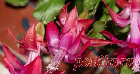 Чем подкормить декабрист: удобрения и народные средства для пышного цветения — Ботаничка