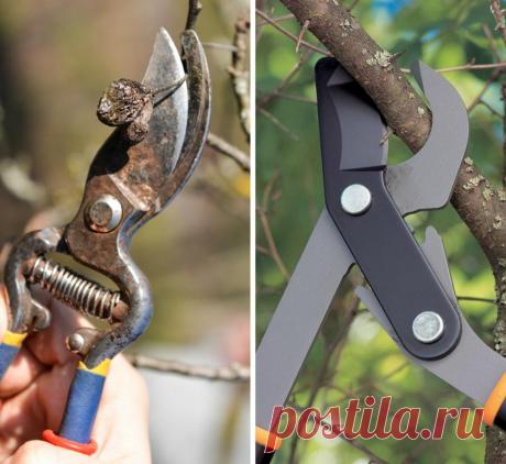 Осенний уход за плодовыми деревьями | В саду (Огород.ru)