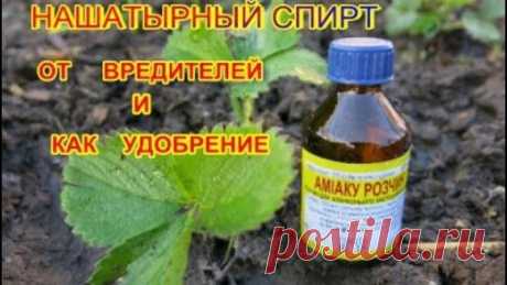 Нашатырный спирт- как удобрение и от вредителей клубники. Ammonium alcohol as a