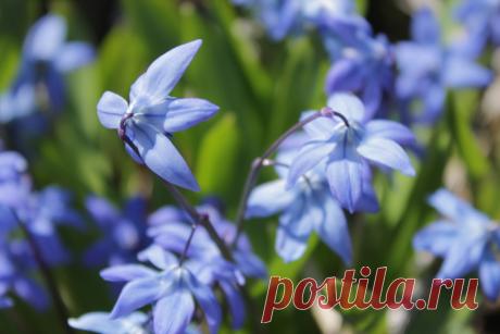 Пролеска - один из весенних первоцветов.