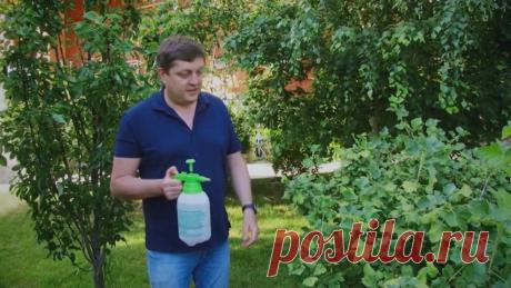 Адские смеси против болезней и вредителей в саду и огороде: