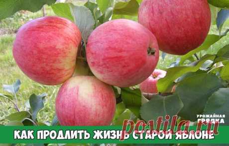 КАК ПРОДЛИТЬ ЖИЗНЬ СТАРОЙ ЯБЛОНЕ
Самый верный признак старости яблони – приросты стали меньше 25 см в год. Однако спешить с раскорчевкой таких деревьев не стоит. Они вполне могут обильно плодоносить еще пять-семь лет. Для этого надо всего-то провести омолаживающую обрезку.
Правильная обрезка уменьшит поражение деревьев грибными болезнями, увеличит урожайность от 20 до 60%, заметно повысит зимостойкость деревьев. Омолаживающая обрезка увеличит урожай и качество плодов, п...