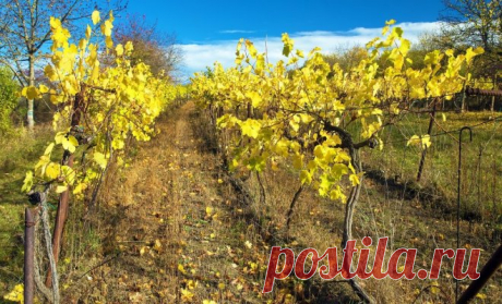 Как подготовить виноград к зиме – все работы в календарном порядке | В саду (Огород.ru)