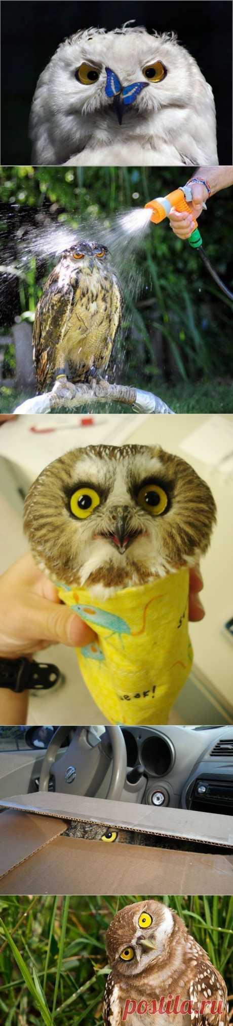 Подборка смешных ситуаций, которые случаются практически у каждого в жизни на примерах сов.