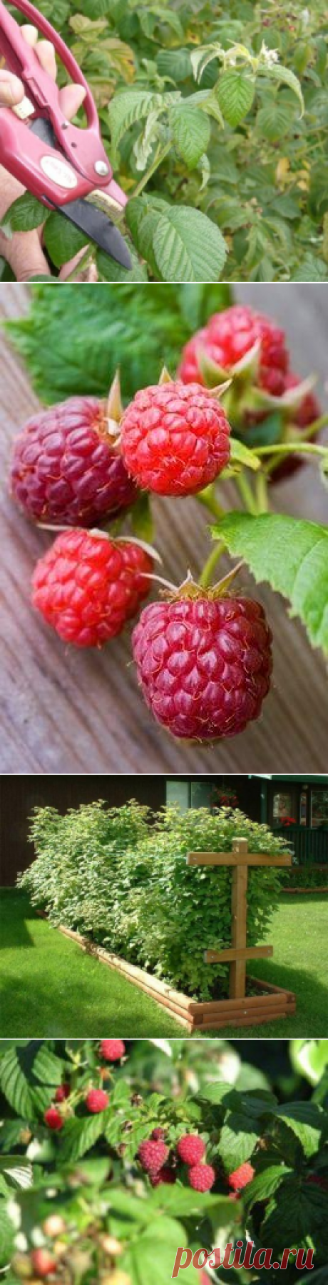 Как ухаживать за малиной, чтобы получить большой урожай