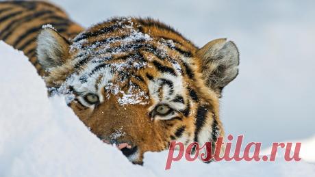 Чтобы тигр не обиделся: где, как и с кем встречать Новый год Новости — Чтобы тигр не обиделся: где, как и с кем встречать Новый год ТОП Тверь