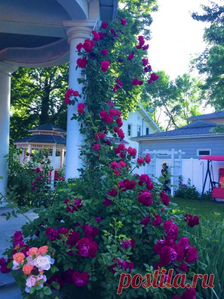 Идеи для сада