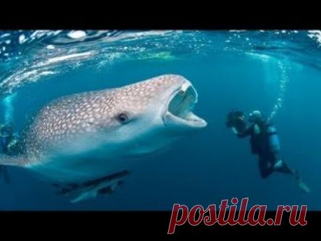 ГОРБАТЫЙ КИТ СПАСАЕТ ДАЙВЕРА ОТ ГИГАНТСКОЙ АКУЛЫ