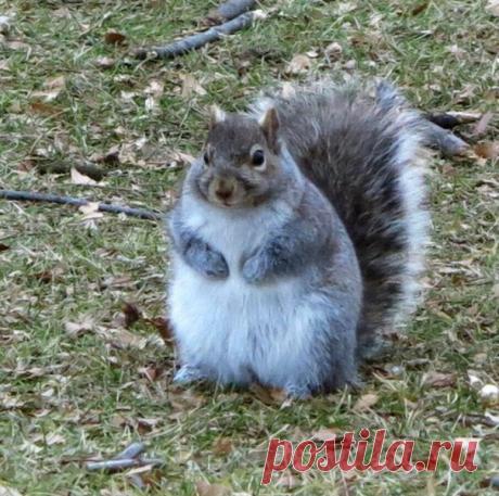 Белка в одном из питерских парков. Я не толстый, у меня кость широкая!