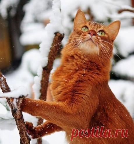 (3) Facebook