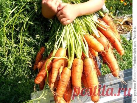 Мои секреты посадки моркови для ее защиты от морковной мухи