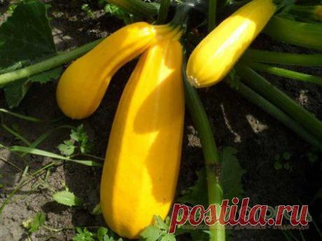 Выращивание кабачков