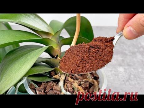 Просто посыпьте сверху! И орхидеи цветут как сумасшедшие круглый год❗