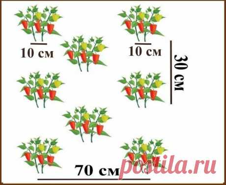Перцы любят тесноту — схема оптимальной высадки в грунт | Маленький сад на краю Вселенной | Яндекс Дзен
