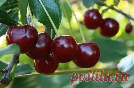 ЧЕМ УДОБРЯТЬ, ОБРАБАТЫВАТЬ И ПОДКАМЛИВАТЬ ВИШНЮ