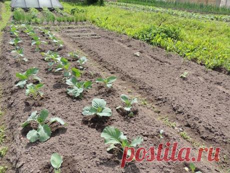 Группа о садоводстве, саде, и саженцах
Елена Стародубцева