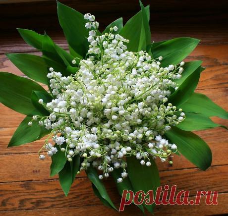 цветы ландыши фото – Google Поиск