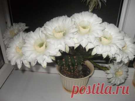 (55) Одноклассники