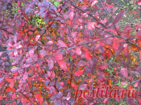 Барбарис Тунберга "Арлекин" (Berberis thunbergii "Harlequin") осенью