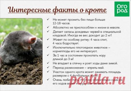 Как поймать крота с помощью обычной трехлитровой банки | Болезни и вредители (Огород.ru)