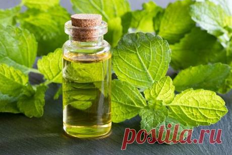 ღЭфирное масло мелиссы: полезные свойства и применение (для волос и лица, в косметологии и народной медицине), состав, противопоказания