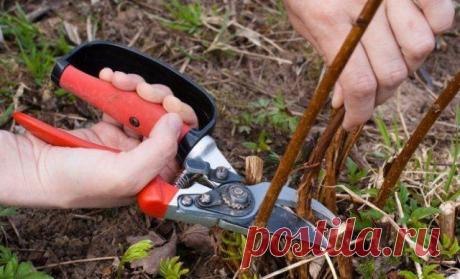 Почему у ремонтантной малины надо вырезать всю надземную часть Обрезка – важная составляющая правильного ухода за кустарником. Давайте разберемся, как и когда обрезать ремонтантную малину, чтобы растение ежегодно давало хороший урожай сочных ягод, не поврежденных...