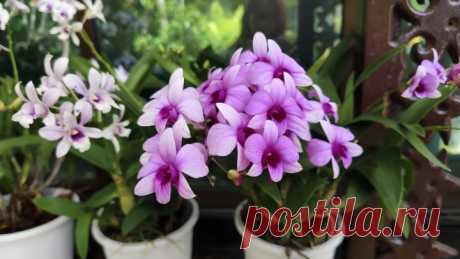 Как ухаживать за орхидеями осенью | undefined (undefined)