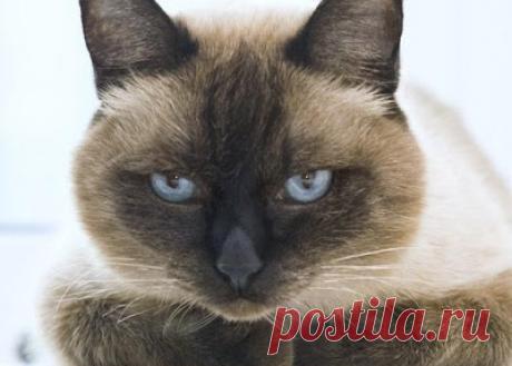 Вкусный Огород: Кошачьи странности - продолжение