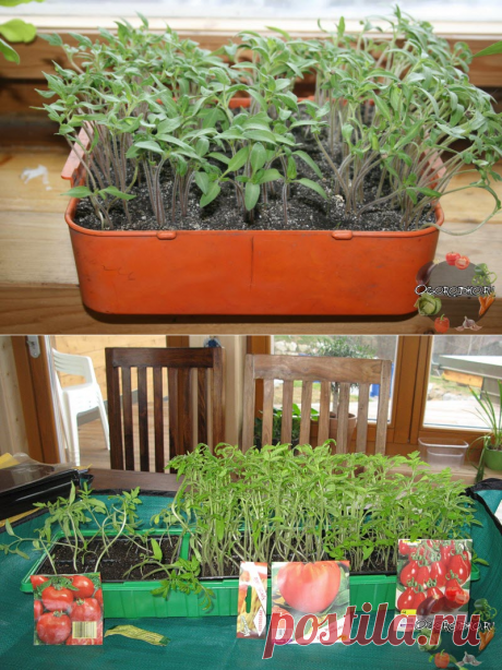 Как правильно пикировать помидоры – когда делать это первый и второй раз + фото