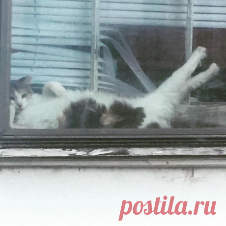 Иногда я просто завидую беззаботности и обмяклости котов